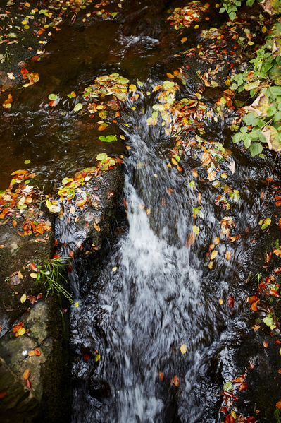 Autumn leaves - Blow Gill.