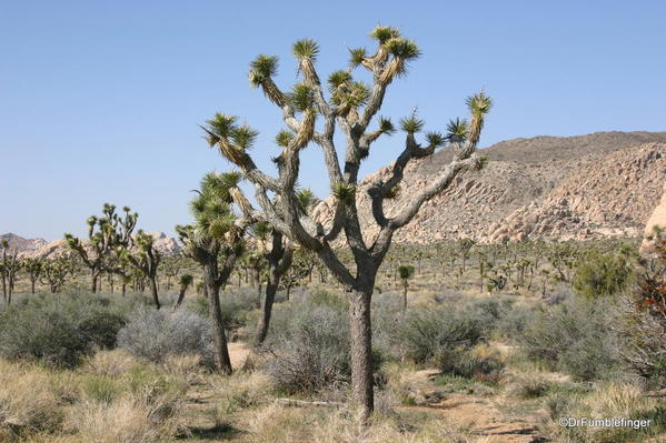 California, Spring 2009 221 Joshua Tree National Park