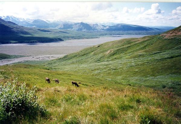 Caribou at Wonder Lake