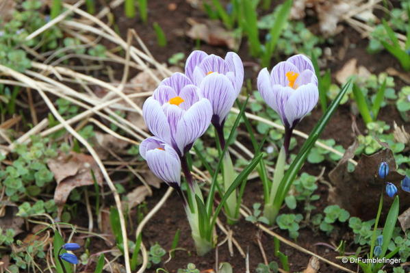 Crocuses coming up in Monticello