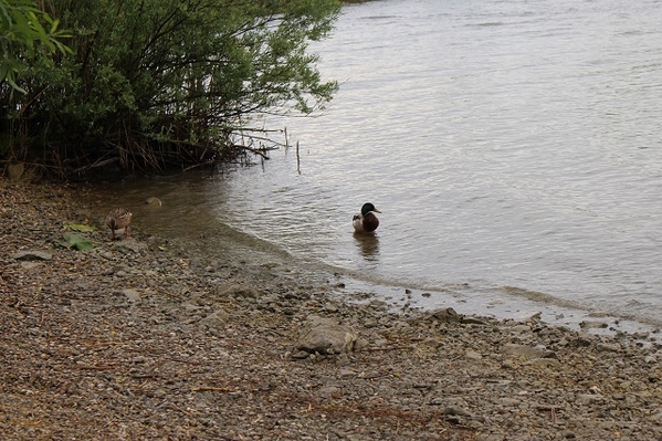 Chiemsee Lake 1