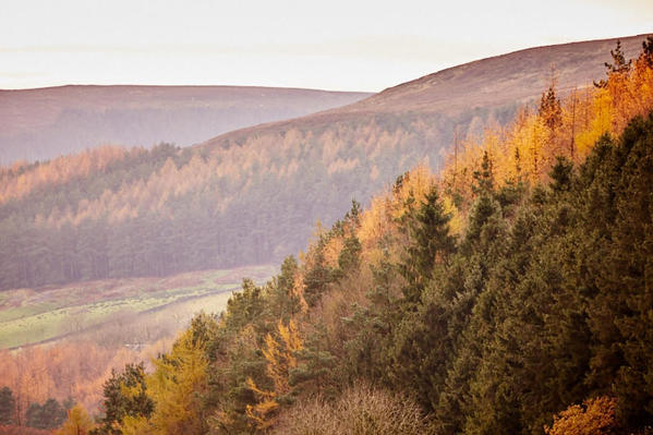 Hillside forestry - Clay bank.