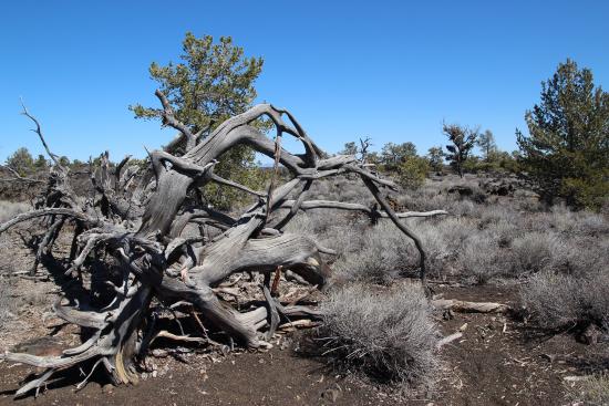 Craters Of The Moon-Devils-Orchard