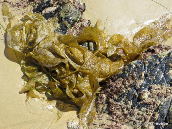 Kelp, Crystal Cove State Park