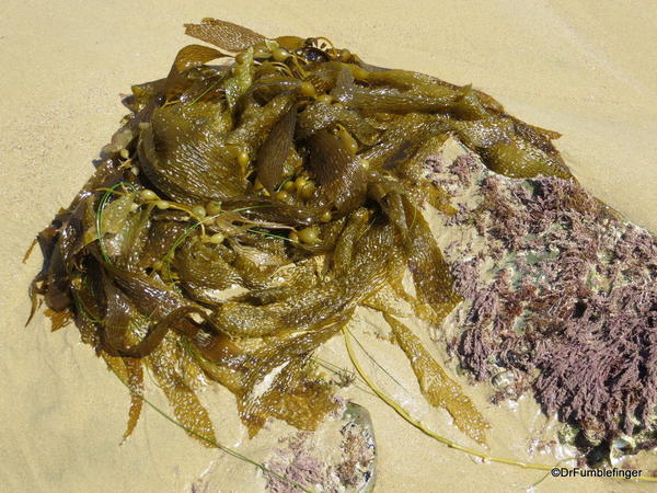 Kelp, Crystal Cove State Park