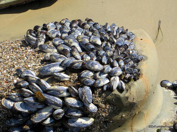 Mussels, Crystal Cove State Park