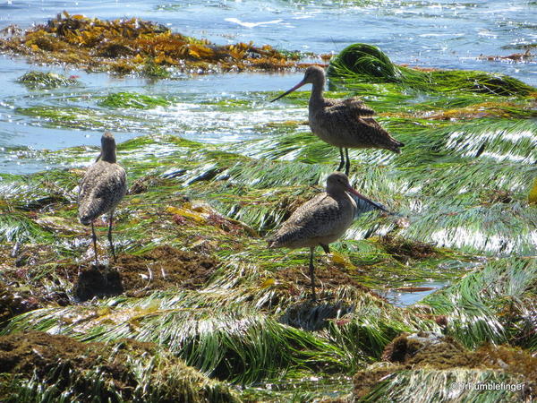 Sandpipers, Crystal Cove State Park