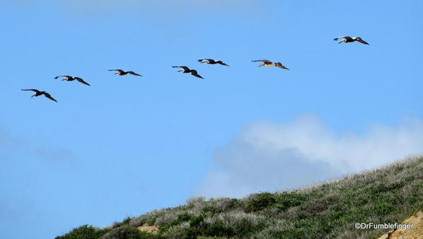 Crystal Cove State Park. Pelicans gliding by in formation