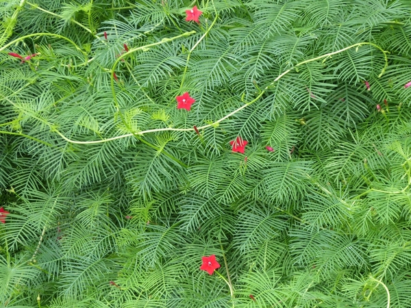 Cypress vine