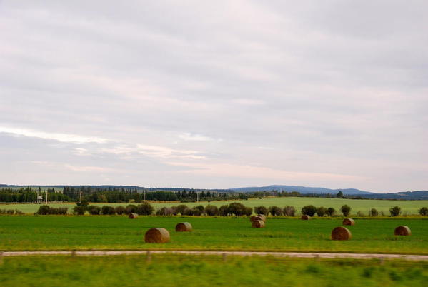 Prairie hayfields