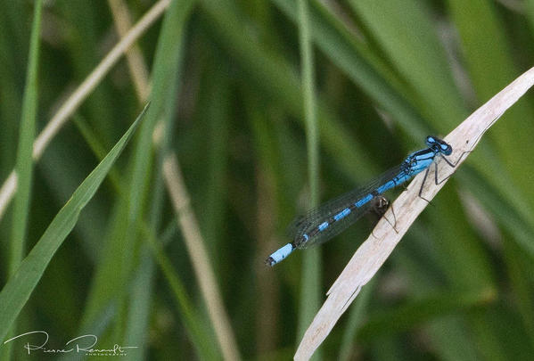 Damsel Fly