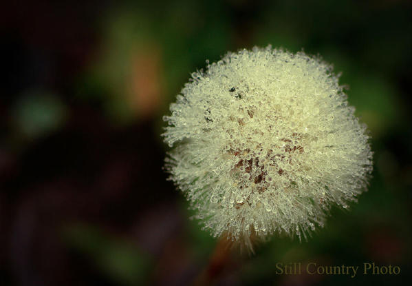 Dandelion Watermark