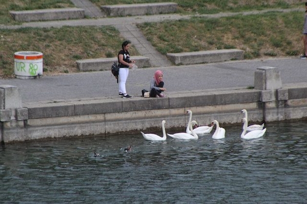 Danube-Swans