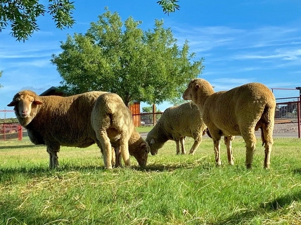 DebouilletGrazing