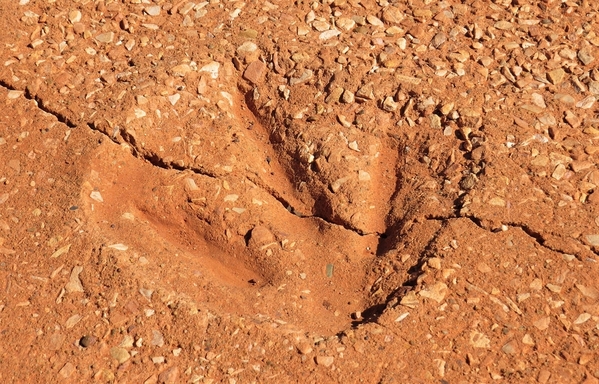 Dinosaur footprint cast, Broome