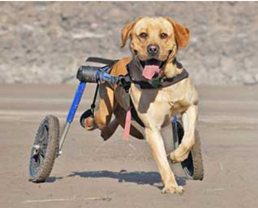 Dog wheelchair