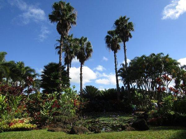 Dole-Plantation-1