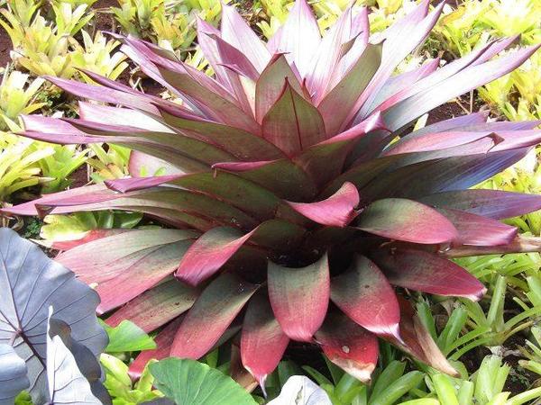 Dole-Plantation-Plant