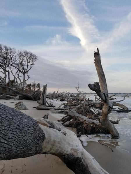 Driftwood Beach