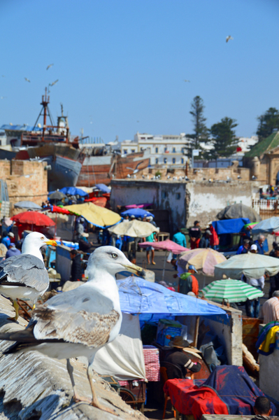 Essaouira 15