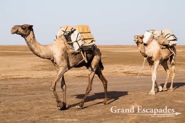 Ethiopia-SaltCaravans-103