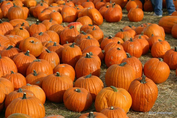 Harvest Festival, Green Bluff, Washington