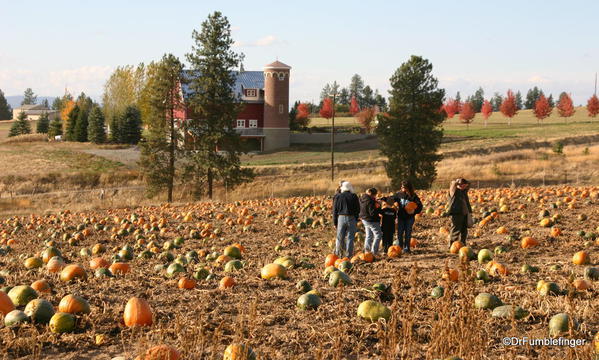 Gathering pumpkins, Green Bluff, Washington