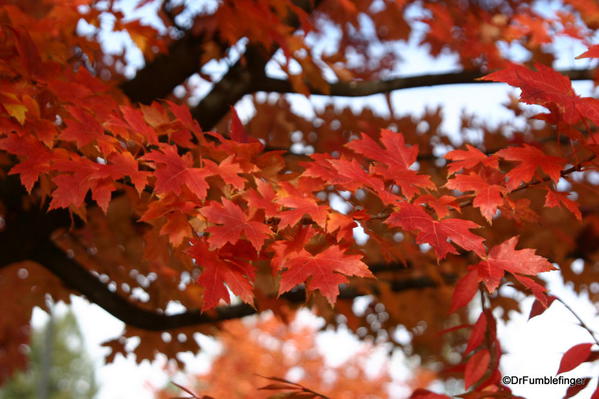 Fall Colors, Manito Park, Spokane