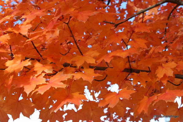 Fall Colors, Manito Park, Spokane