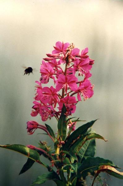 Fireweed