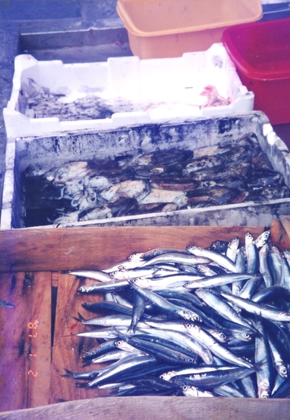 Fish For Sale