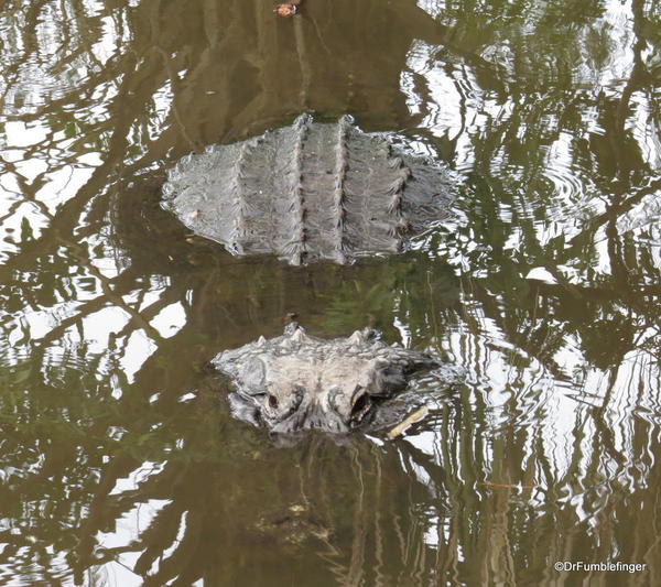 Alligator, Gatorland