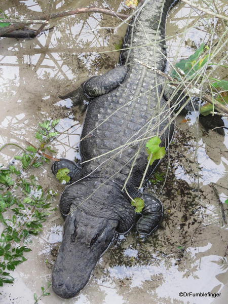 Alligator, Gatorland