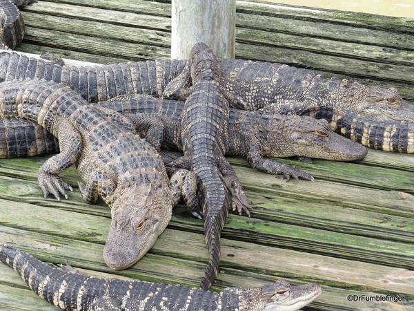 Alligators, Gatorland