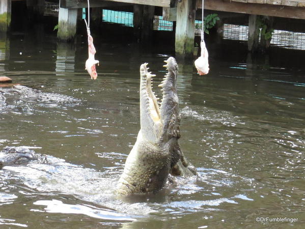 Gator feeding show at Gatorland