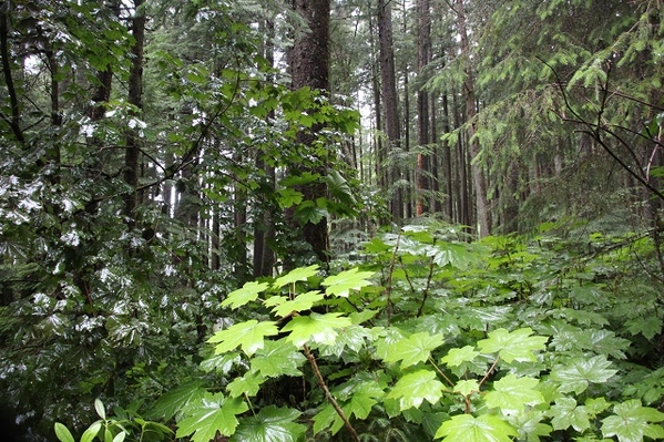 Glacier Gardens Rainforest Adventure - 2