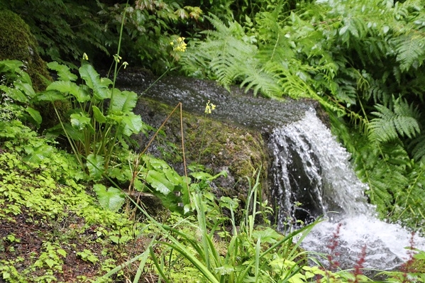 Glacier Gardens Rainforest Adventure - 3