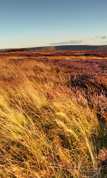 Grasses in the wind..