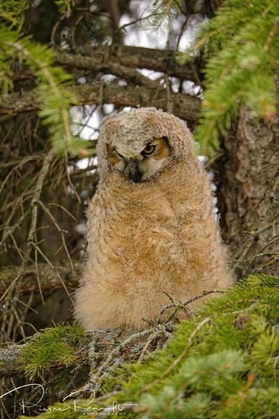 Great Horned young