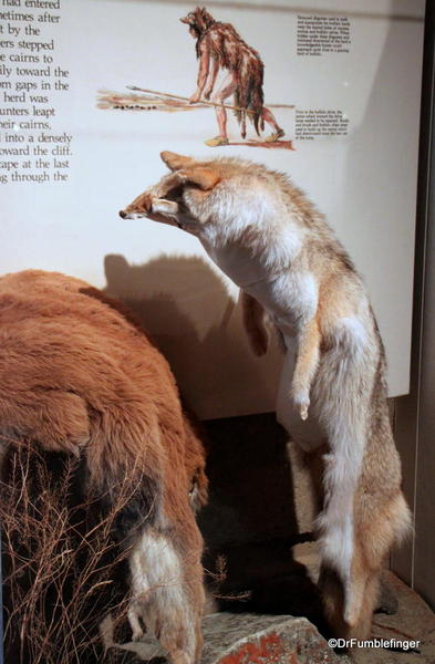 Head-Smashed-In-Buffalo Jump Interpretive Center