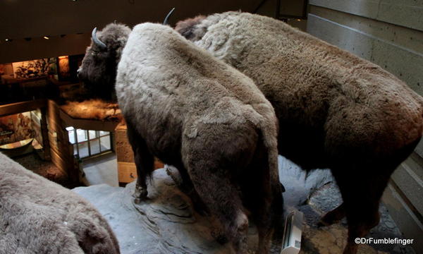 Head-Smashed-In-Buffalo Jump exhibit