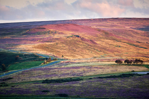 Hillside heather - Castleton Rigg.