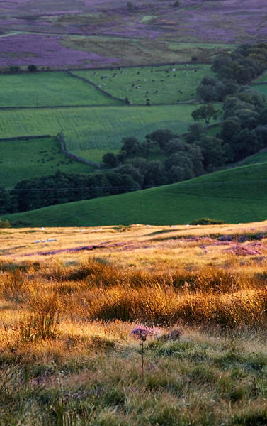 Moorland heather and grasses.