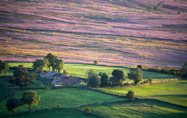 Fields and moor.