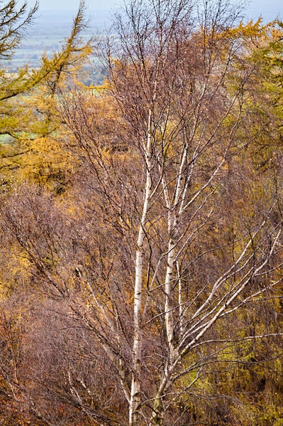 Hillside trees - Carlton Bank.