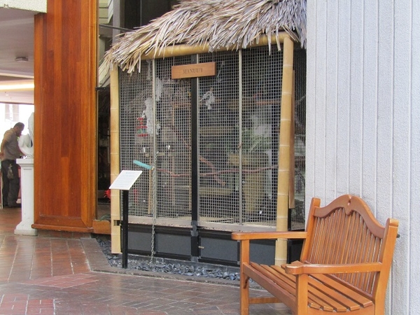 Hyatt-Regency-Waikiki-Macaws