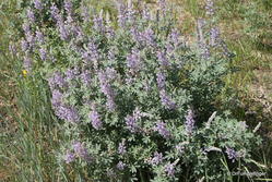 Wildflowers, Southern Idaho -- Pioneer mountains