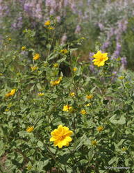 Wildflowers, Southern Idaho -- Pioneer mountains