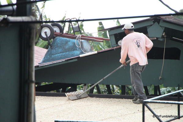 Drying the beans, Greenwell Farms Coffee Tours