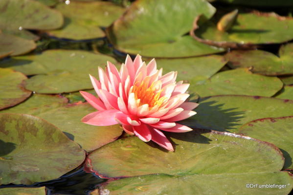 Water lilies, Mission San Juan Capistrano, California